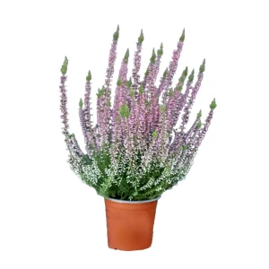 Каллуна Пинк Беттина - декоративный кустарник с розовыми цветами 89437946