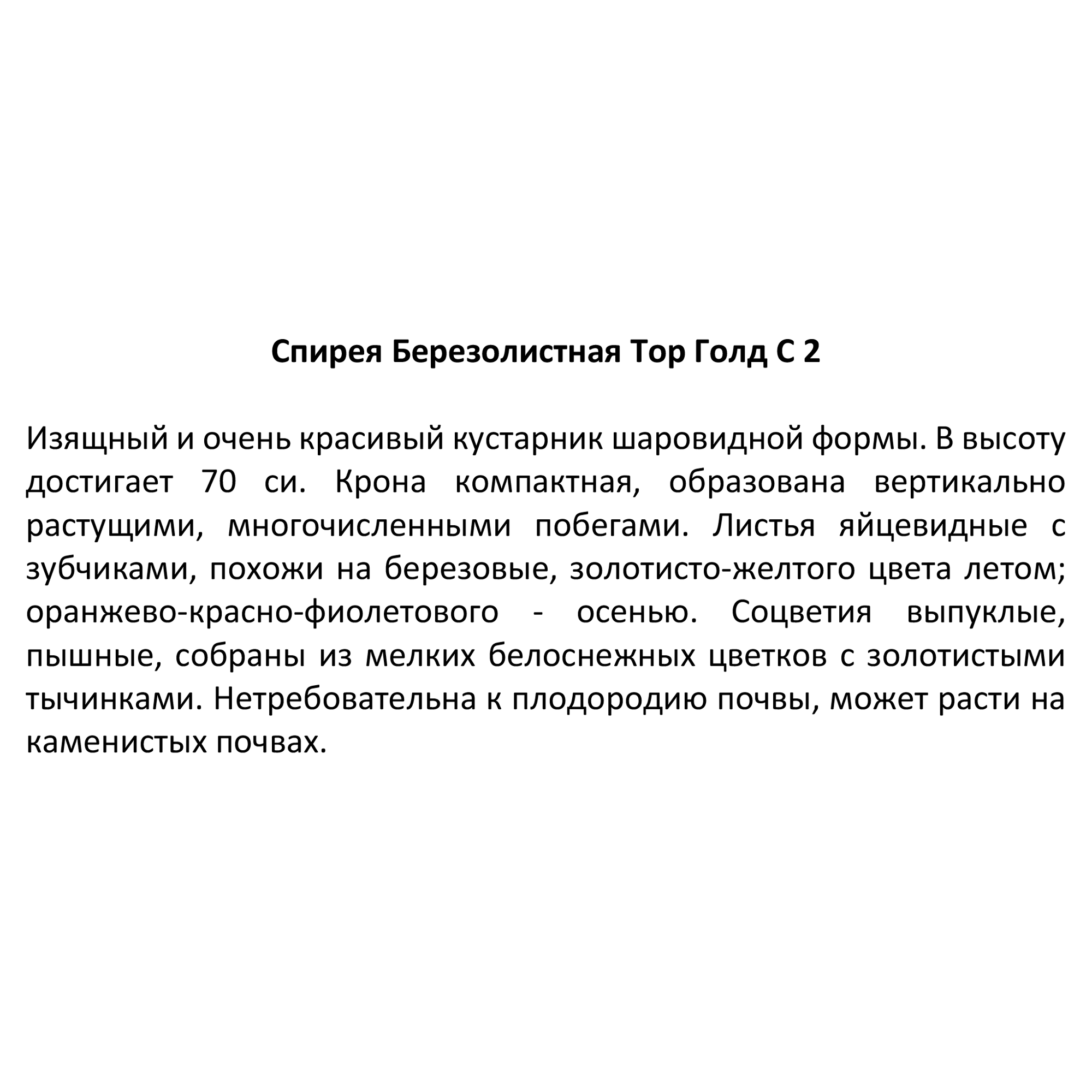 Саженец Спиреи Березолистной Тор Голд - многолетний цветущий кустарник 84815589 Santreyd STLM-0055571 - Вид №2
