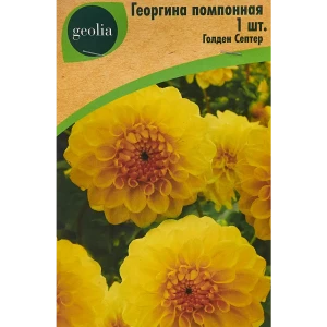 Георгина помпонная Голден Септер 86408566 STLM-2027439