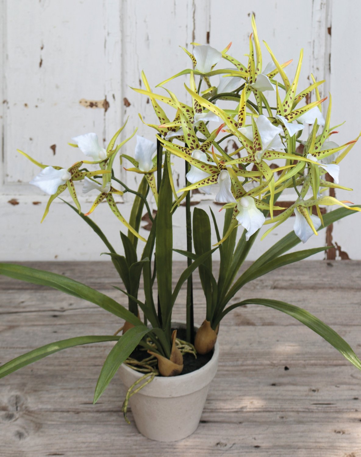 2529 788 a3 Искусственная орхидея паук (brassia), горшечная, 50 см, бежево-зеленая H-andreas 