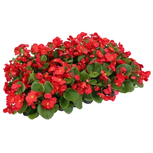 Бегония вечноцветущая 40 шт 82253947 STLM-2158832
