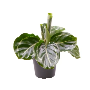 Santreyd Калатея Розеопикта Грин — живая картина в вашем интерьере 89375004