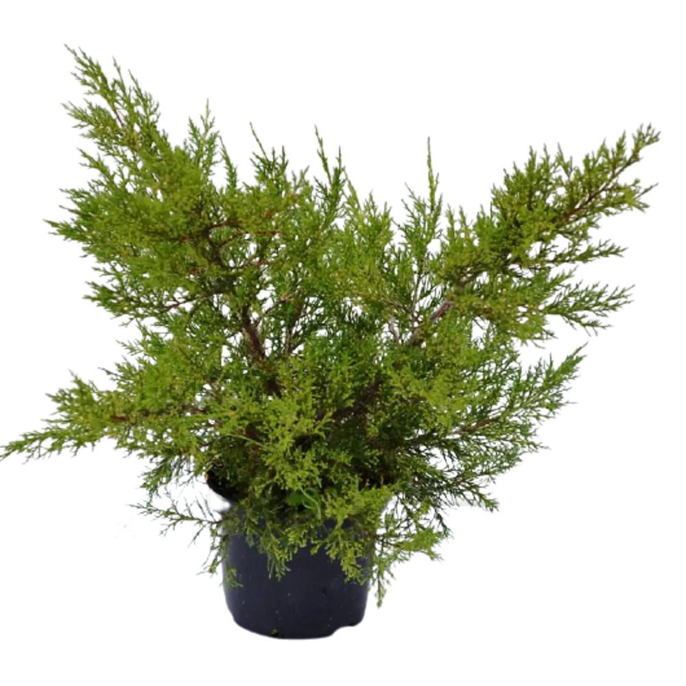 Можжевельник китайский Куривао Голд ø15 h35 см PLANTMARKET STLM-2136513