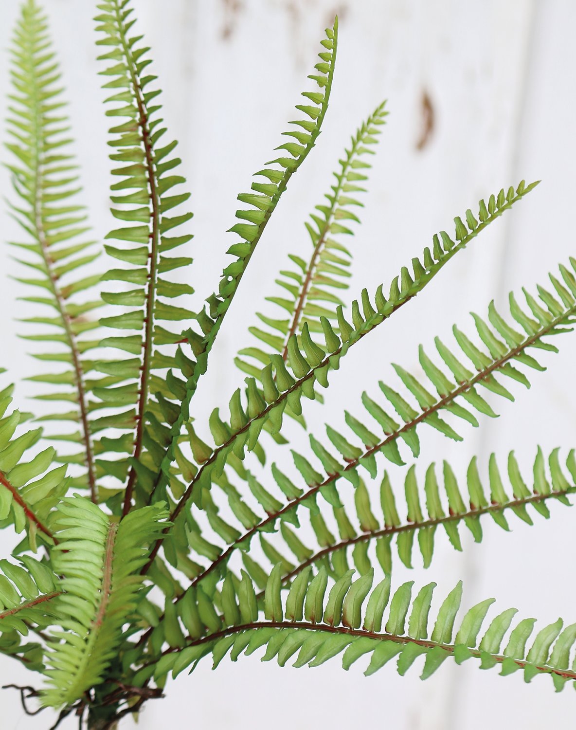 6469 883 a3 Имитация куста папоротника, 30 см, зелёная H-andreas  - Вид №1