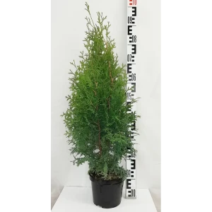 Туя западная «Колумна» 19x30 см 82550331 STLM-2081709