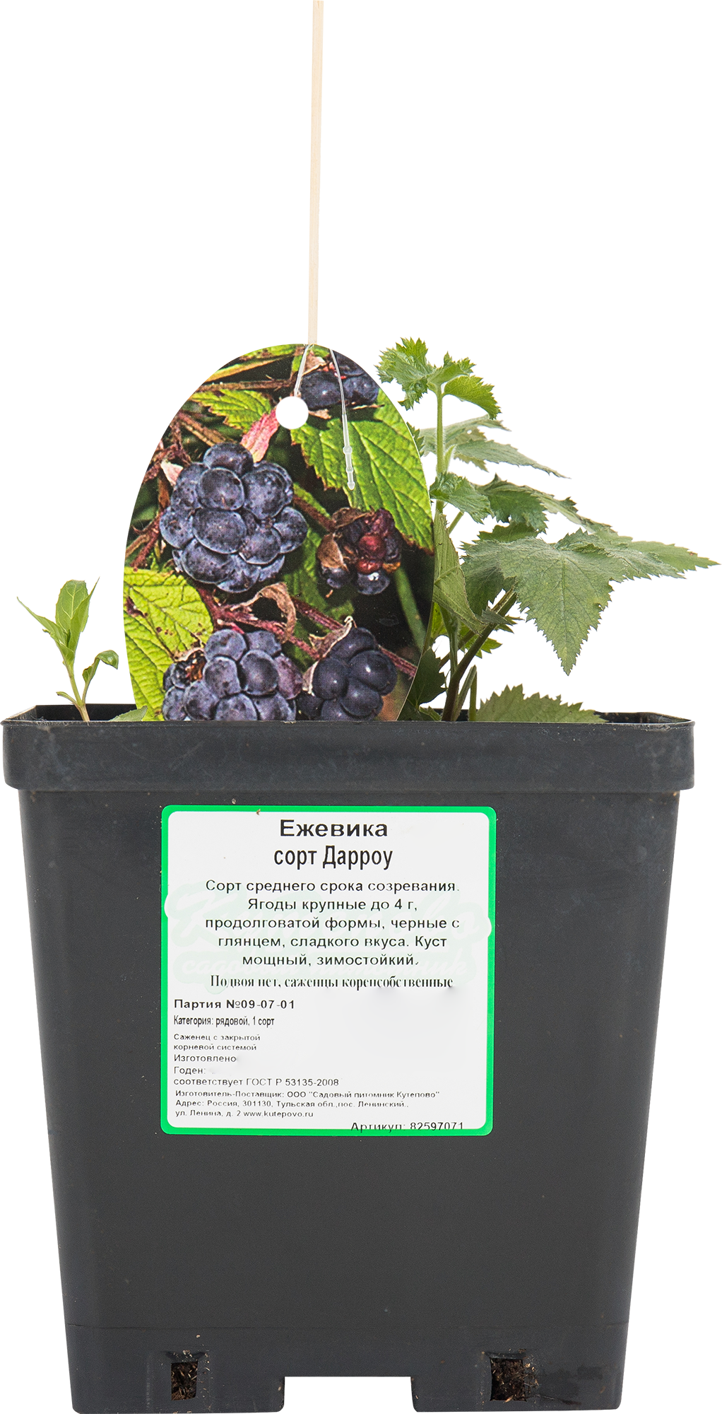 Саженец ежевики «Дарроу» — урожайный сорт для сада 82597071 Santreyd STLM-0030987 - Вид №2