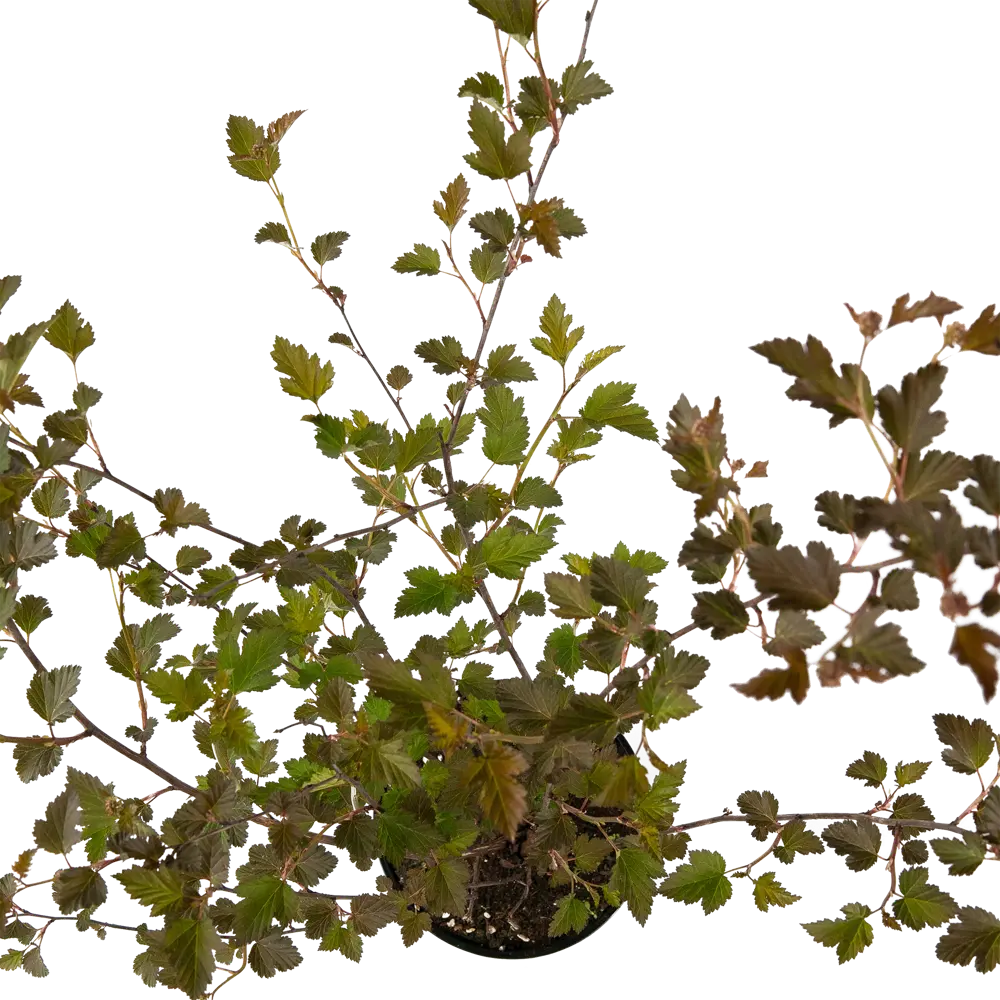 Santreyd Пузыреплодник Red Baron — Пурпурный акцент вашего сада 84841645 STLM-0055915 - Вид №2