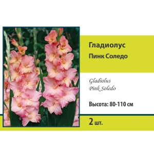 Гладиолус крупноцветковый Пинк Соледо 2 шт.