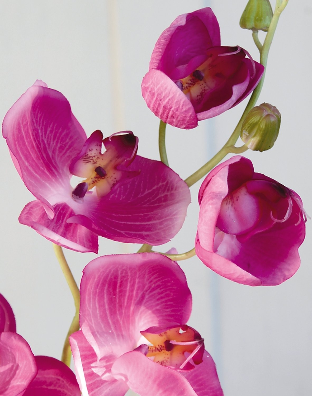 2407 420 a3 Искусственная орхидея Phalaenopsis, 114 см, real touch, вишня H-andreas  - Вид №2