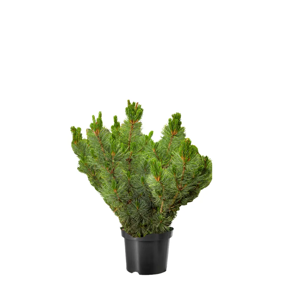 Стланик кедровый Глаука ø44 h88 см Santreyd STLM-2124899