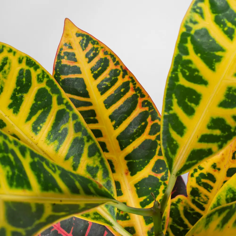 Santreyd Кротон микс — яркое комнатное растение с декоративными листьями 85324998 STLM-0061549 - Вид №1