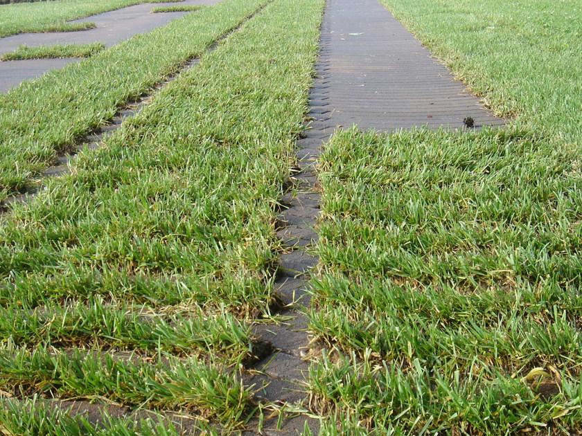 FAVARO1 Бетонная решетка, покрытая травой Via veneto sun-id-1418174 - Вид №6