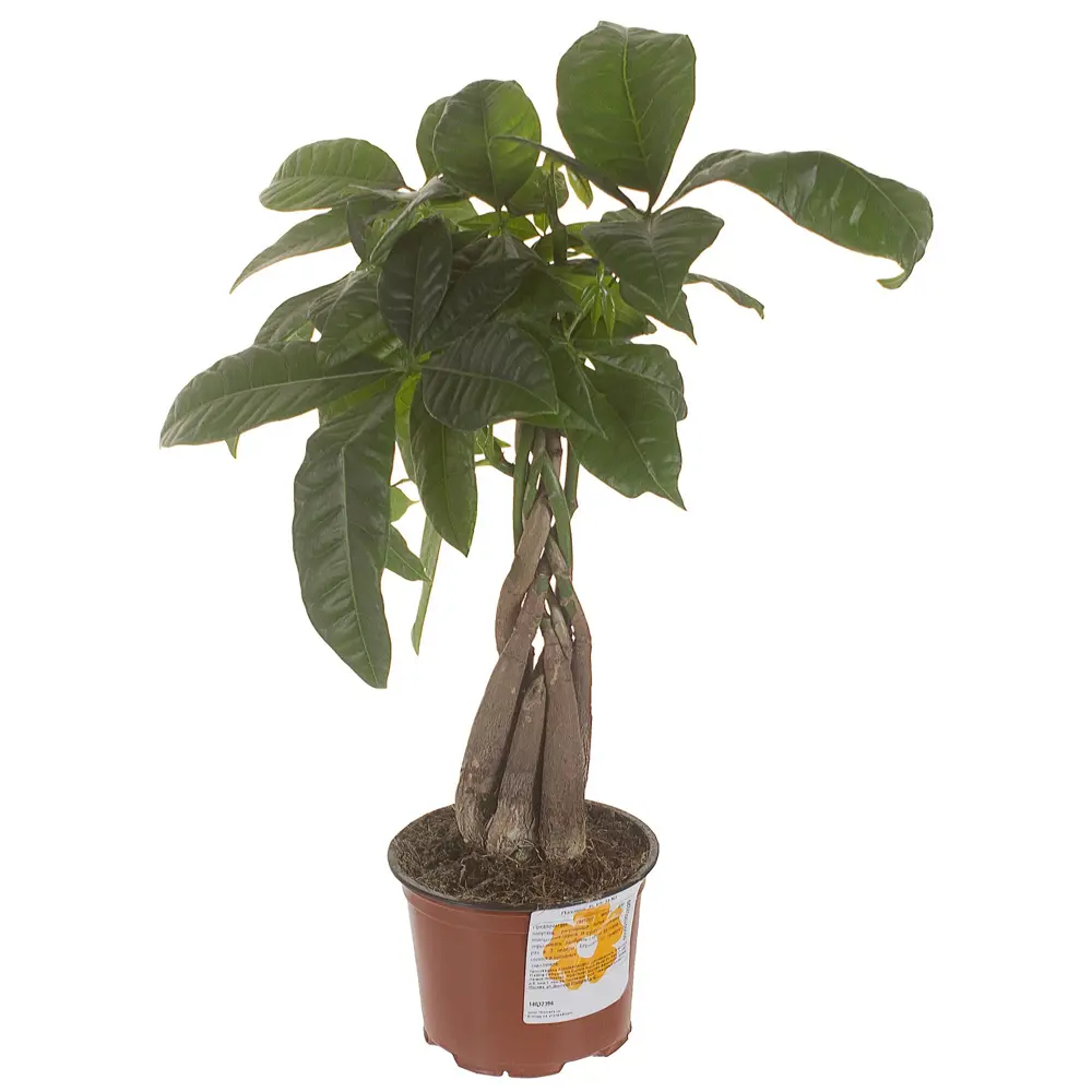 Santreyd Пахира Акватика — экзотическое дерево для статусного интерьера 14032396 STLM-0004207