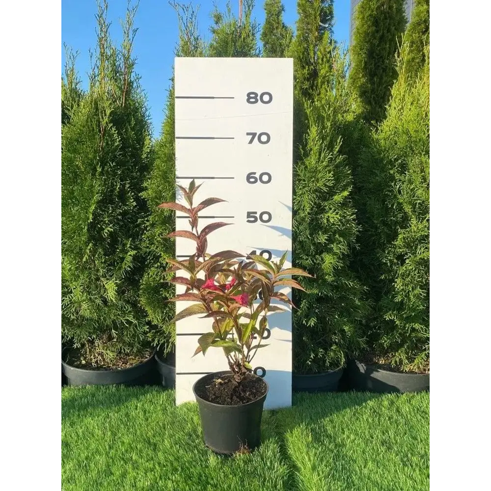 Вейгела Бристоль Руби h40 - 60 см 89355313 STLM-2209923 Santreyd 