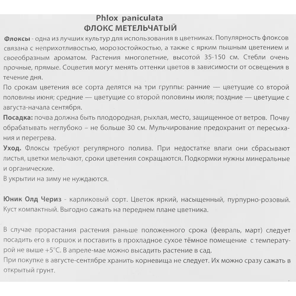 Флокс метельчатый Юник Олд Чериз от ПОИСК - пурпурно-розовое цветение 86410491 STLM-1583948 - Вид №2