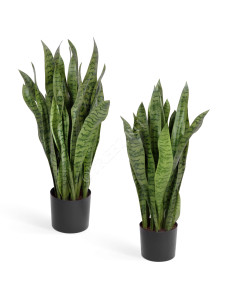 20.6280N Сансевиерия куст зелёный Цветочная коллекция