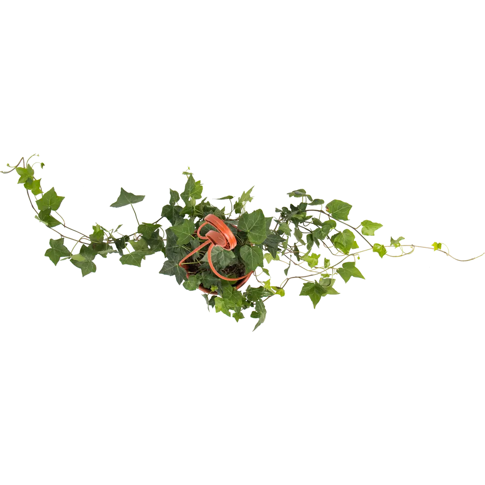 Santreyd Плющ вечнозеленый для вертикального озеленения в кашпо 16 см 82649976 STLM-0032830 - Вид №1