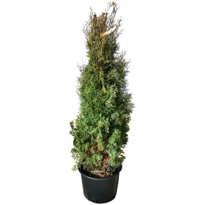 Туя западная Фастигиата h180 см 84506319 STLM-2138481