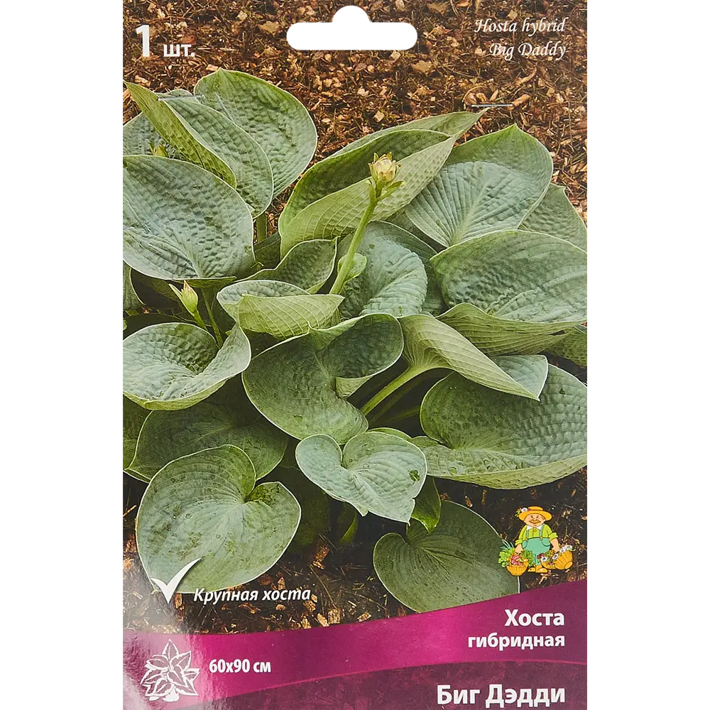 ПОИСК Хоста Биг Дэдди - роскошное теневыносливое растение с белыми цветами 85205457 STLM-1568308