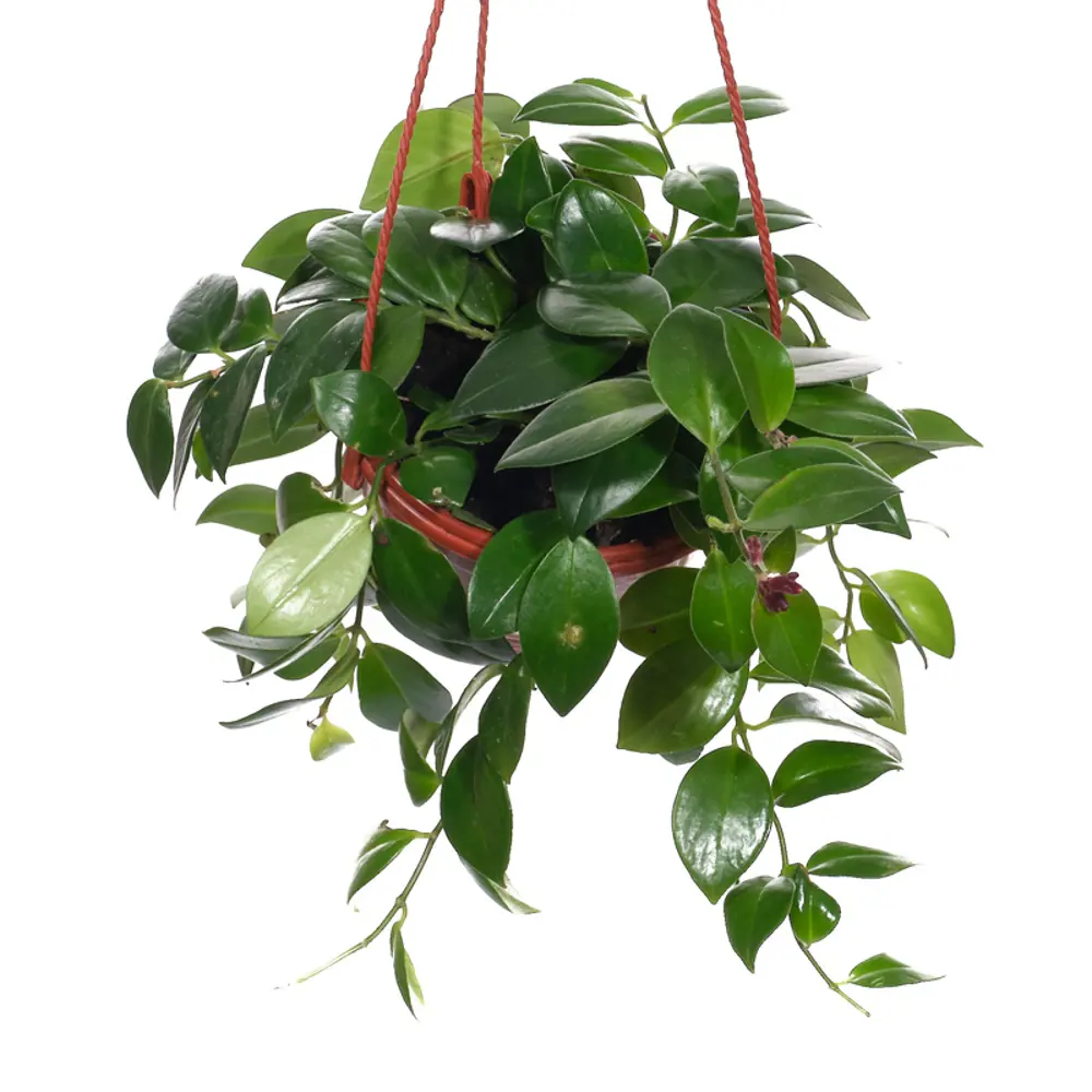 Santreyd Хойя Керри - комнатная лиана с листьями-сердечками 89394858 STLM-1416467