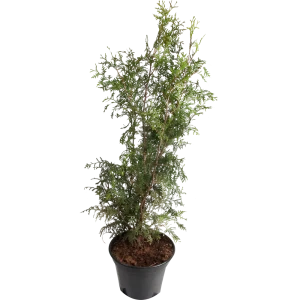 Туя западная «Брабант» 28x90 см 82601684 STLM-2095033