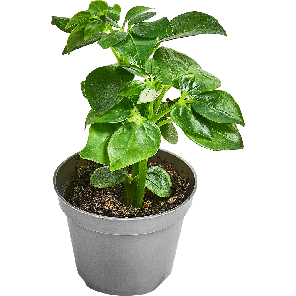 Шеффлера Лузеана от Santreyd — Звездный лист для вашего интерьера 89352949 STLM-0949785 - Вид №1