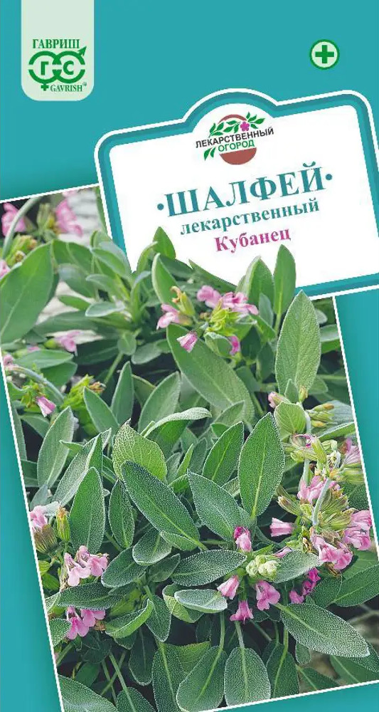 Шалфей лекарственный Кубанец от ГАВРИШ - ароматная аптека в вашем саду 83583250