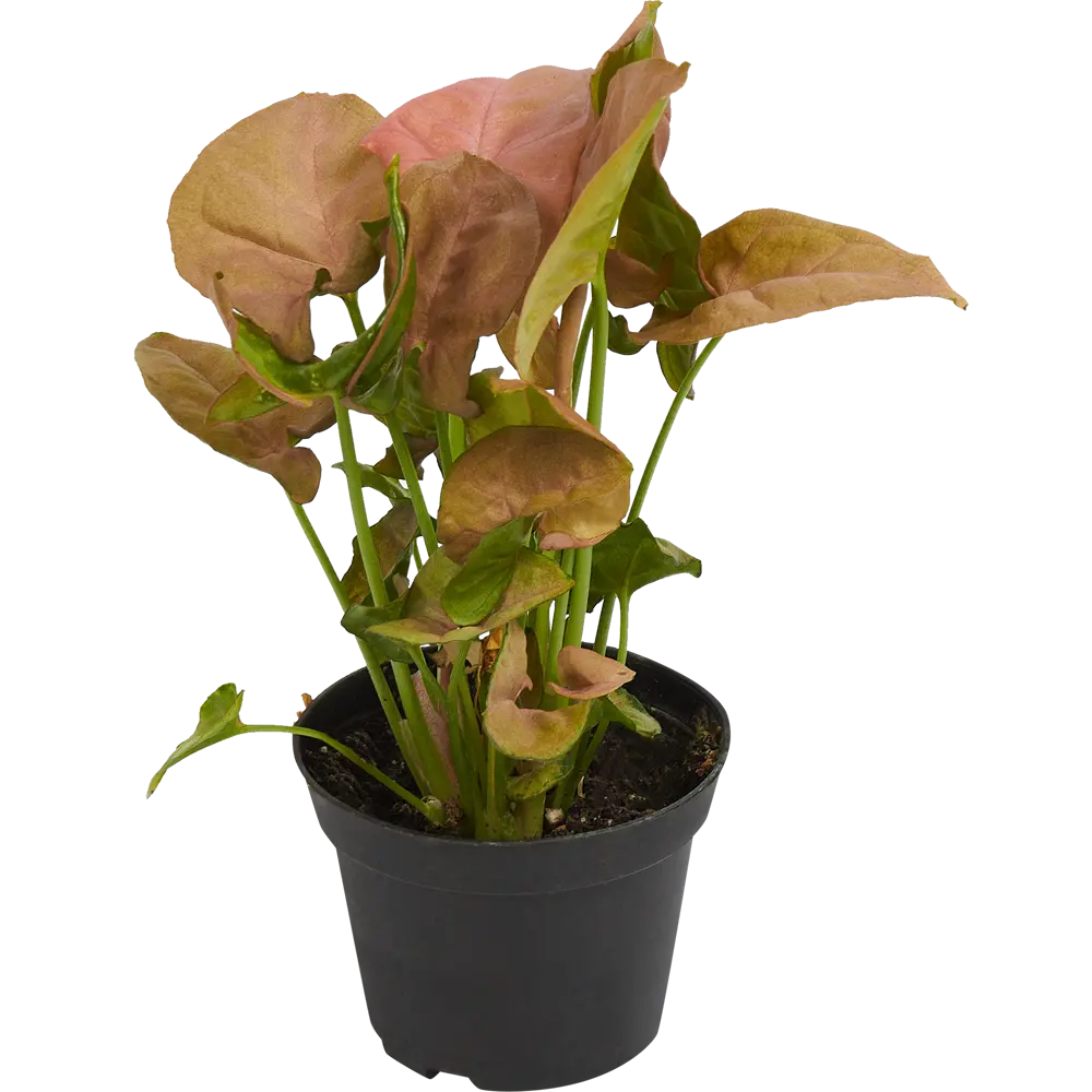 Santreyd Сингониум Неон Робуста — комнатное растение с розово-зелеными листьями 82741702 STLM-0035270