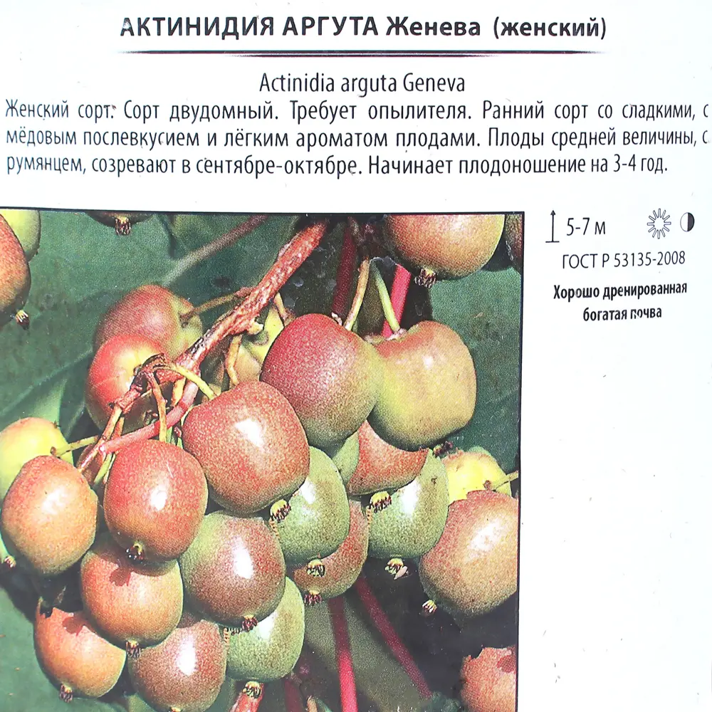 Актинидия аргута «Женева», контейнер 2 л 81969618 STLM-2203097 Santreyd  - Вид №2