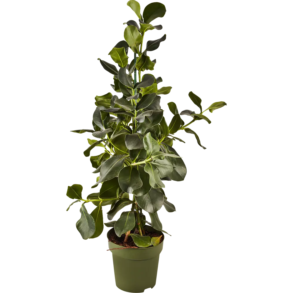 Клузия Розеа от Santreyd — декоративное растение с крупной листвой для интерьера 87819669 STLM-0954152 - Вид №3