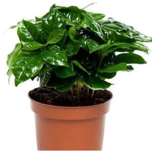 Кофе arabica 12х30 см 11820493 STLM-2145365