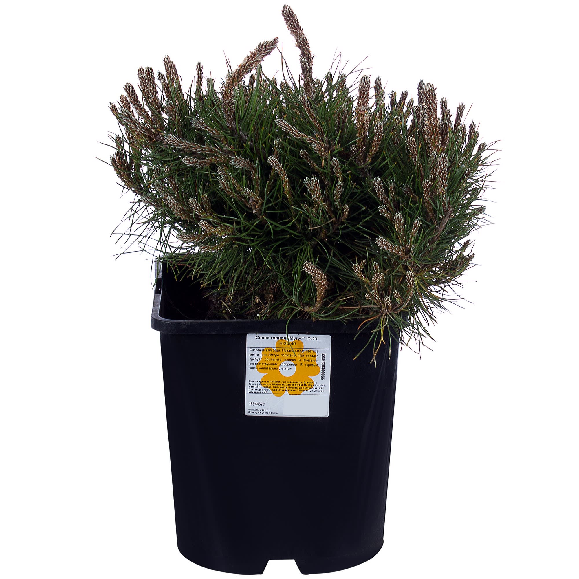 15944573 Сосна Мугус горная, 30-40х23 см, Германия Santreyd  - Вид №1
