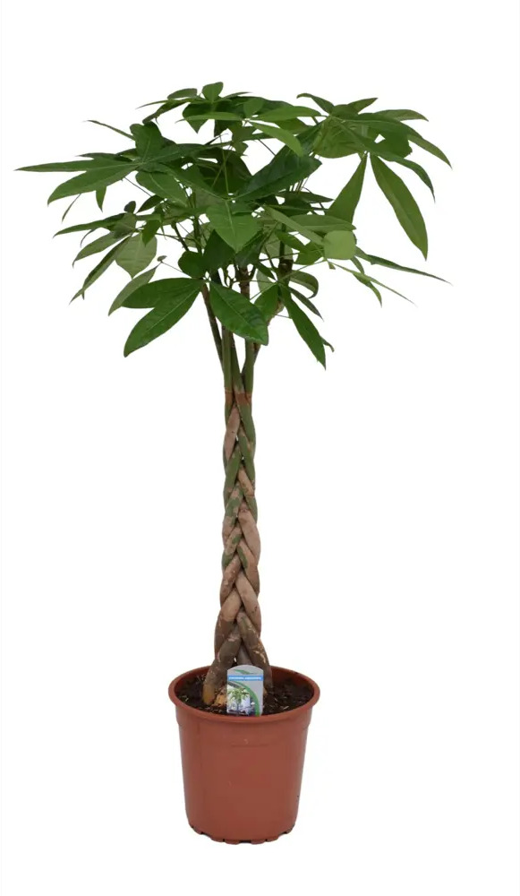 Santreyd Пахира Аква — комнатное растение с ванильным ароматом 87819659