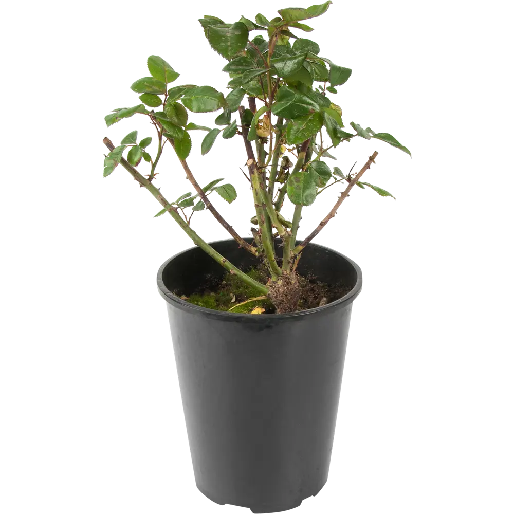 Роза флорибунда «Сунита» 19x55 см 82625110 STLM-2036724 PLANTMARKET 
