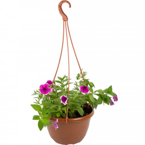 83248501 Петуния в кашпо ø21 h35 см