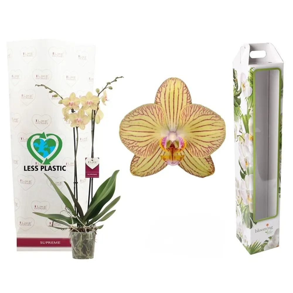 Орхидея Фаленопсис Торино ø12 h65 см Santreyd STLM-2042453 - Вид №1