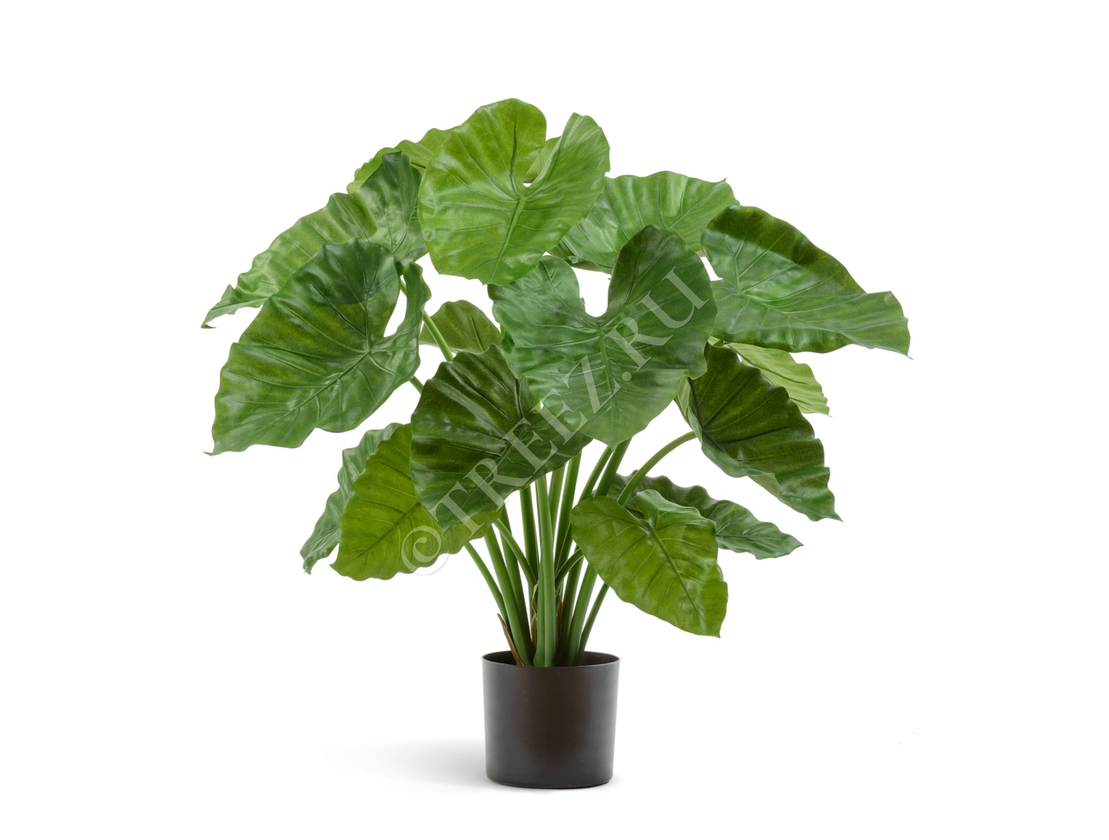 20.55502N Алоказия Калидора куст Цветочная коллекция 