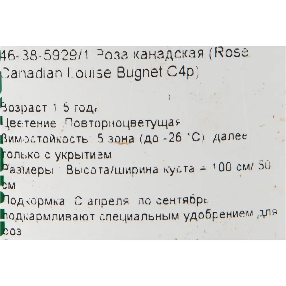 Роза канадская «Луиза Багнет» 19x55 см 82625095 STLM-2065582 PLANTMARKET  - Вид №1