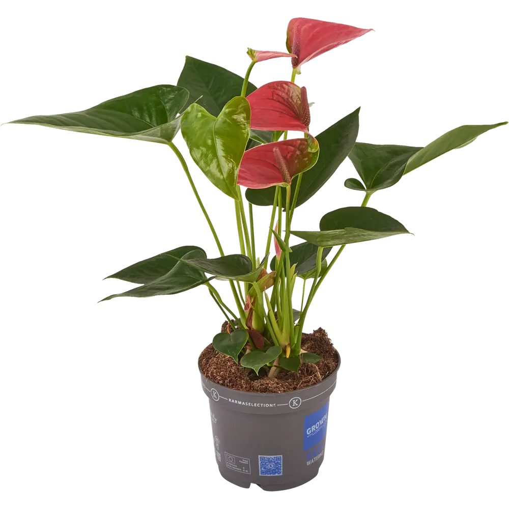 Santreyd Антуриум Чемпион - вечноцветущее тропическое чудо 83738761 STLM-0044147