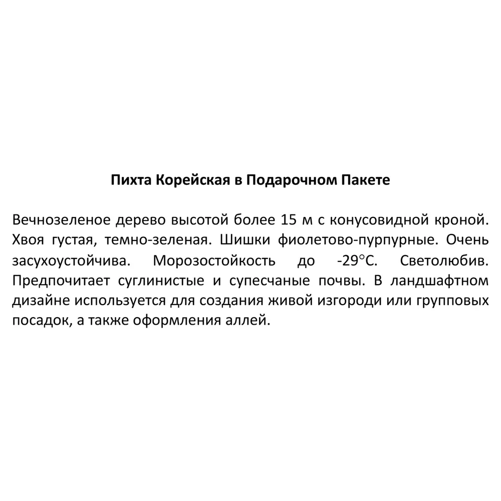 Пихта Корейская в новогоднем пакете P9 h20 см 85984627 STLM-2008821 Santreyd  - Вид №4