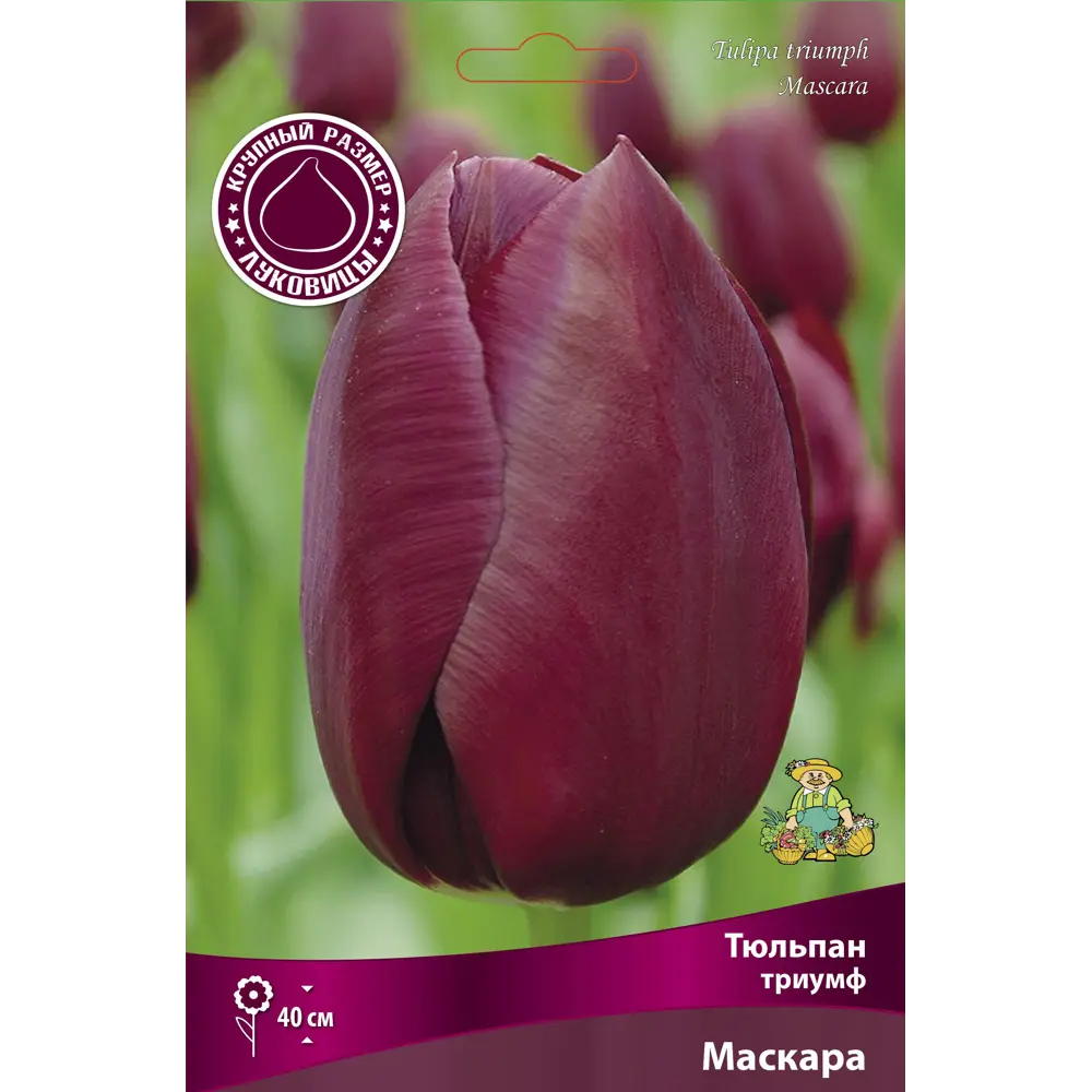 Тюльпан триумф Маскара 88663136 STLM-2129496 GEOLIA 