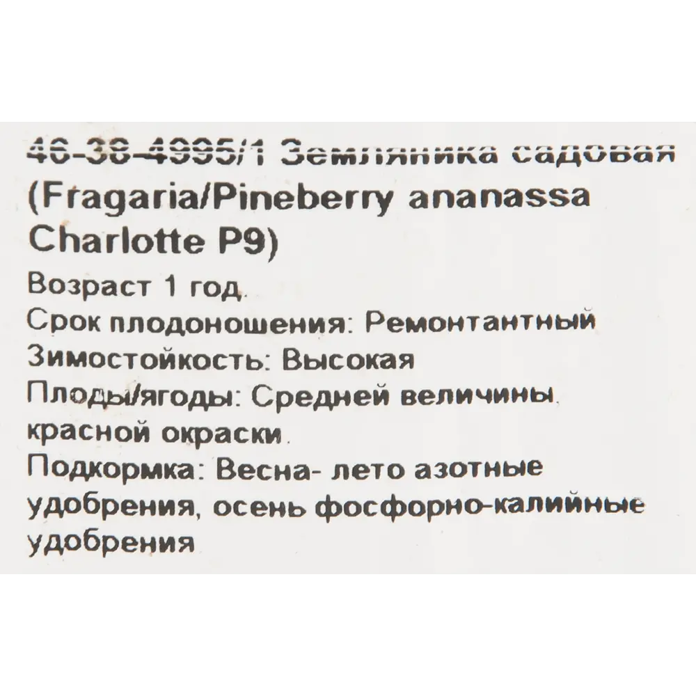 Земляника садовая «Шарлотта» 9x15 см 82625409 STLM-2108512 PLANTMARKET  - Вид №1