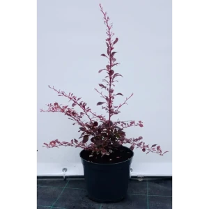 Барбарис Тунберга Роуз Глоу Santreyd - декоративный кустарник с пурпурной листвой 85088331