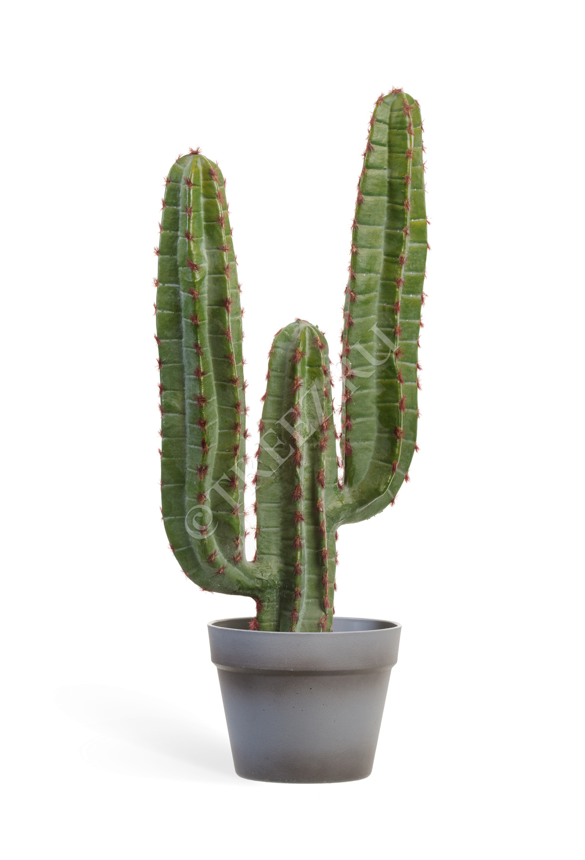 10.091827N Кактус Цереус Мексиканский Цветочная коллекция  - Вид №3