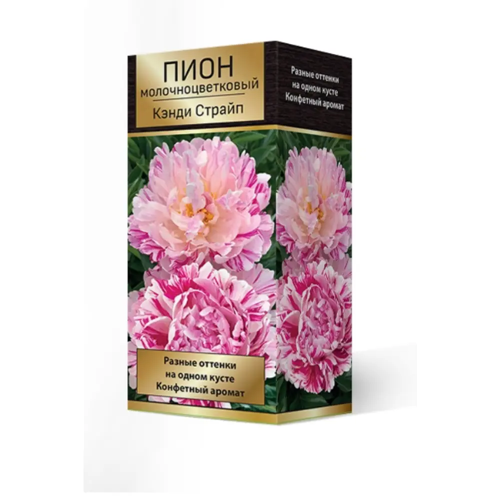 Пион травянистый Кэнди Страйпт луковица 2-3 83600162 STLM-2164991 Santreyd 