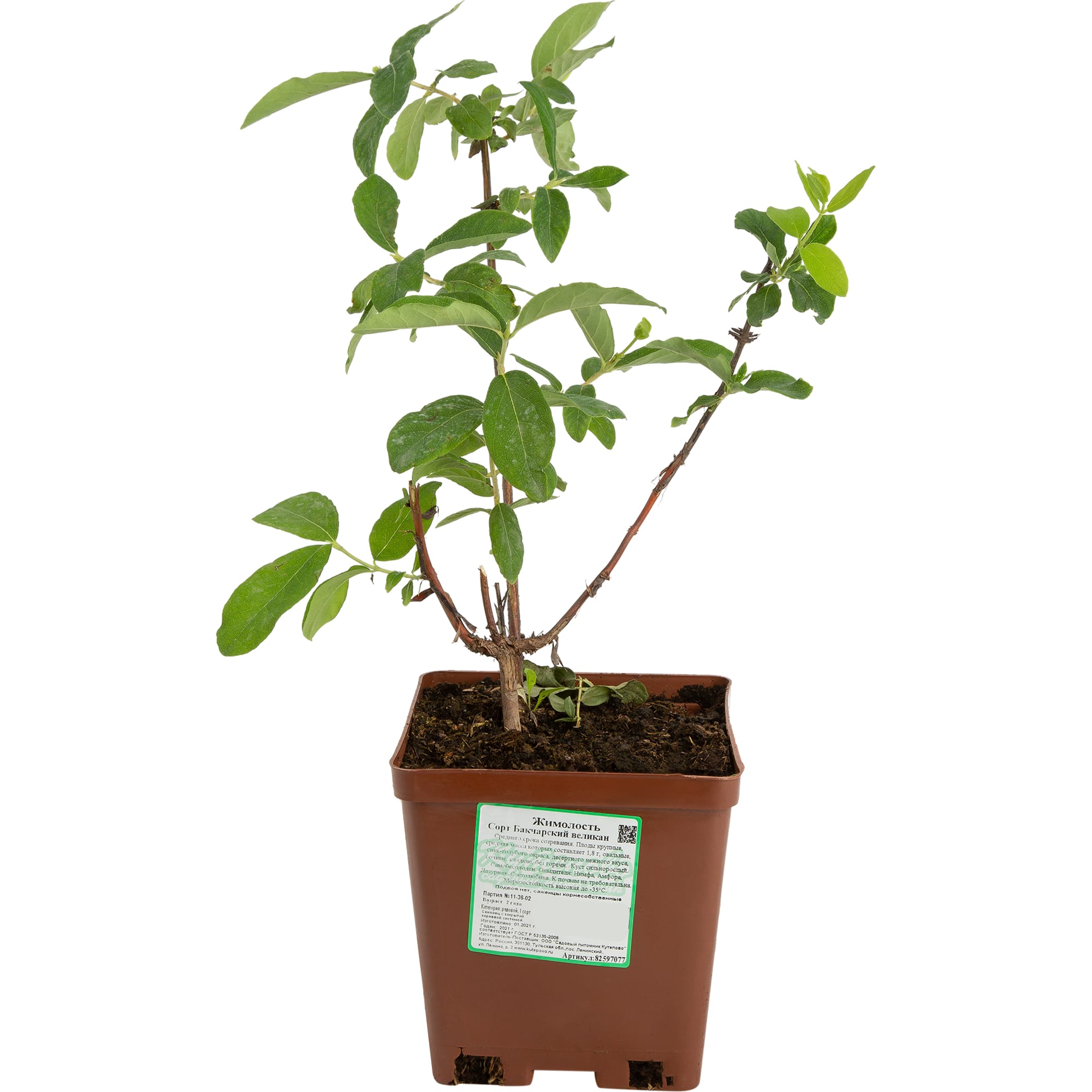82597077 Жимолость плодовая «Бакчарский великан» C3 высота 50 см Santreyd  - Вид №1
