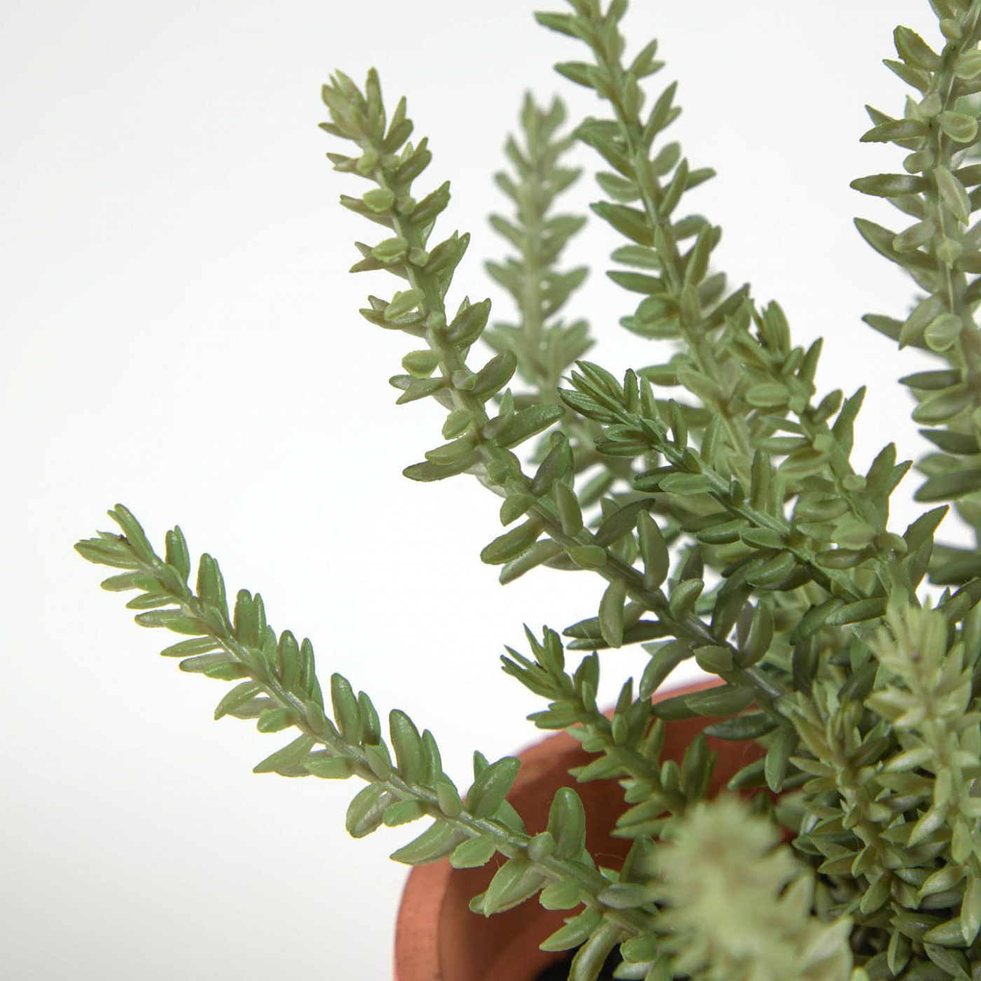 089929 Тимьян в керамическом горшке Flower La Forma Romero