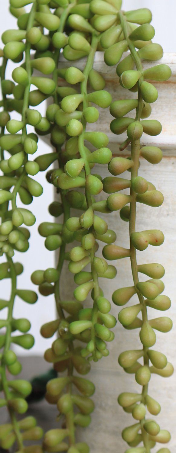 6052 849 a3 Искусственный суккулент, свисающий, 52 см, зелено-бордовый H-andreas  - Вид №1