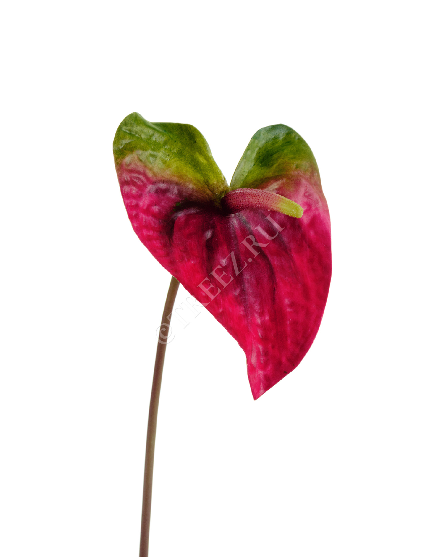 30.11170021RDG Антуриум Макс зелёный с малиново-бордовым Цветочная коллекция 