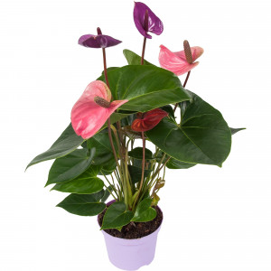 82850408 Антуриум "Кавалли Перпл" 14х50 см